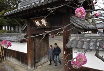 史跡彩る寒紅梅　足利学校