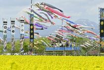 那須でこいのぼりと菜の花の競演
