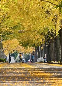 獨協医大のイチョウ並木