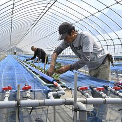 栃木県内、「ナフサ」不足の懸念広がる　中東情勢緊迫化で仕入れ停滞や値上げ直面　イチゴにも影響が