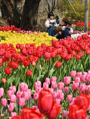見頃を迎え、園内をカラフルに彩るチューリップ＝９日午前１０時４５分、足利市迫間町