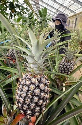 ハウス内で実り、収穫期を迎えたパイナップル＝11日午前11時10分、益子町生田目
