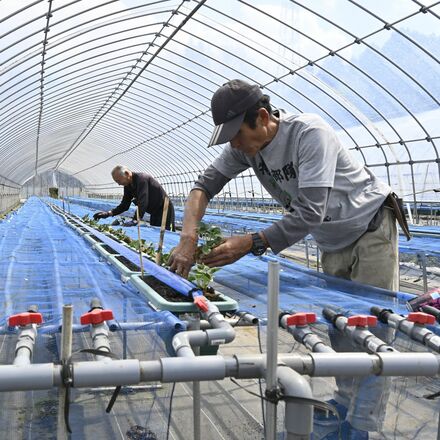 栃木県内、「ナフサ」不足の懸念広がる　中東情勢緊迫化で仕入れ停滞や値上げ直面　イチゴにも影響が