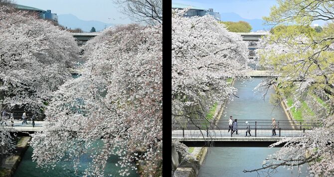前橋公園の放水路沿いの桜。左は2006年４月４日、右は19年後の４月11日