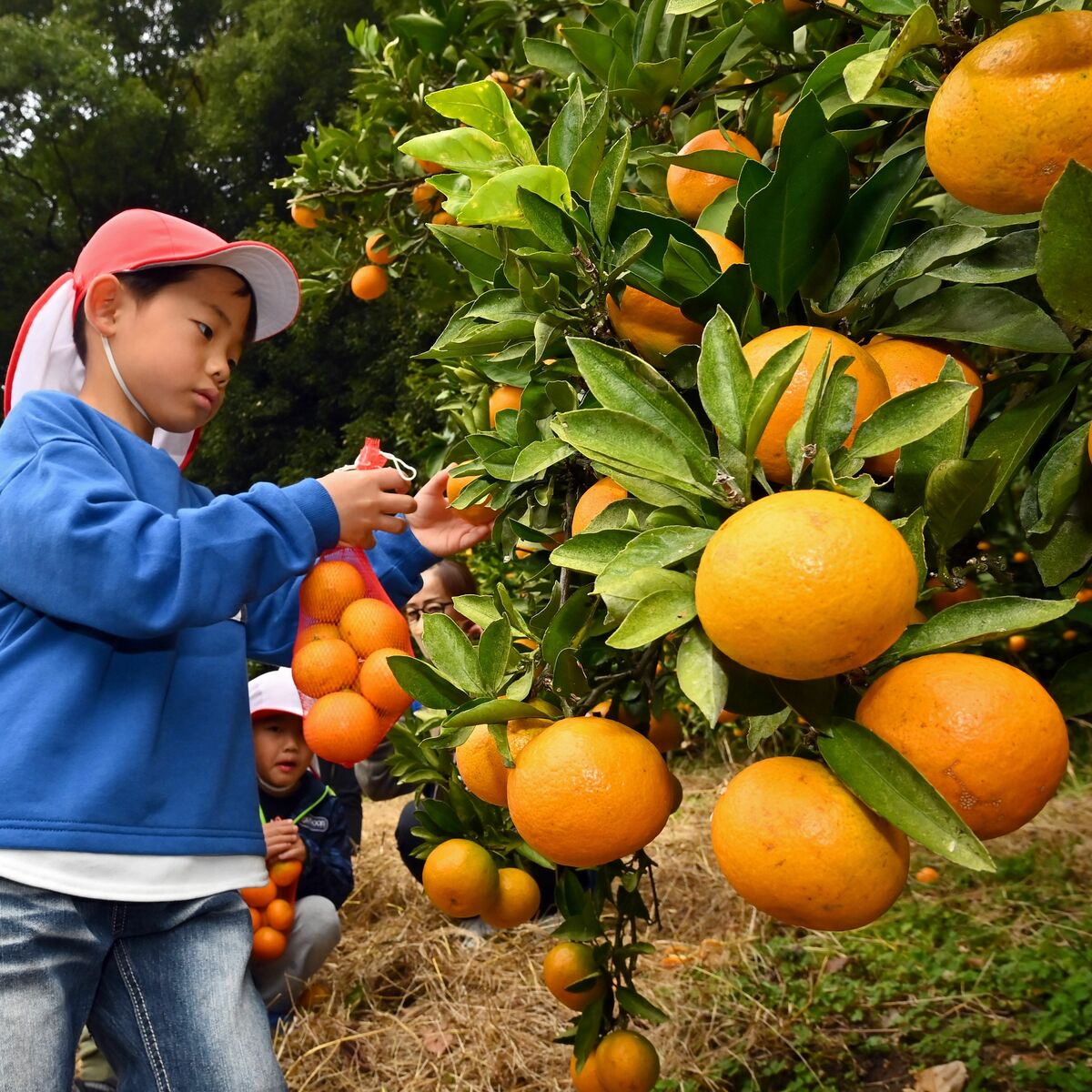 実も大きく甘く 那須烏山・国見地区でミカンが収穫期 園児ら黄色の果実