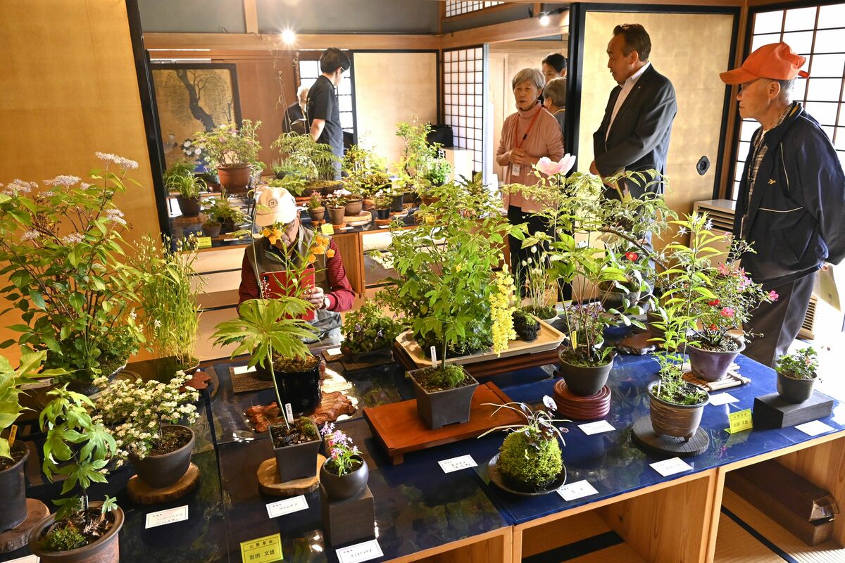 さくら・瀧澤家住宅で「山野草展」 丹精込めた100点を紹介 17日まで