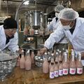桃の節句に合わせてピンク色日本酒の瓶詰め作業　古代米とブレンド　日光の渡辺佐平商店