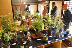 さくら・瀧澤家住宅で「山野草展」　丹精込めた100点を紹介　17日まで