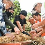 「泣く子は育つ」泣き相撲前にしめ縄作り　〆縄部が作業に汗　15日まで相…