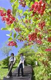 桃色の花ゆらり じっと見つめて