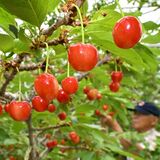初夏の味覚、鈴なりに　鹿沼でサクランボが収穫間近