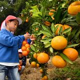 実も大きく甘く　那須烏山・国見地区でミカンが収穫期　園児ら黄色の果実に目輝く