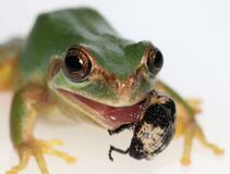 カエルの舌にしがみつき危機脱出