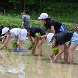 水面に映る元気と協力　佐野・犬伏小の５年生が田植え体験
