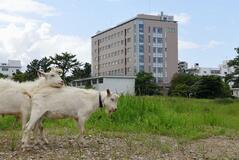 キャンパス除草、ヤギ活躍