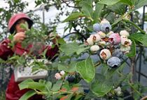 ブルーベリー収穫期　足利