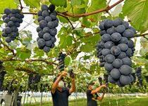栃木・大平地区でブドウ収穫期