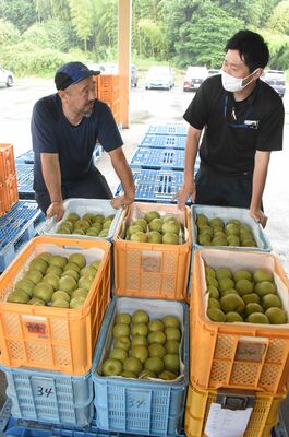 初出荷した梨の出来を確認する田口さん（左）