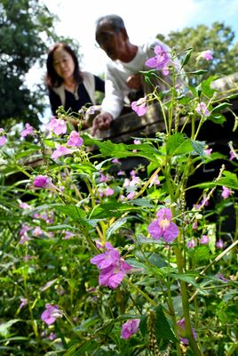 見頃を迎え、かれんな花を咲かせるワタラセツリフネソウ＝29日午後０時15分、野木町野木