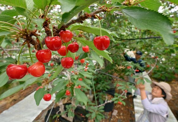真っ赤に色づき収穫期を迎えたサクランボ＝２３日午前９時５５分、鹿沼市上日向