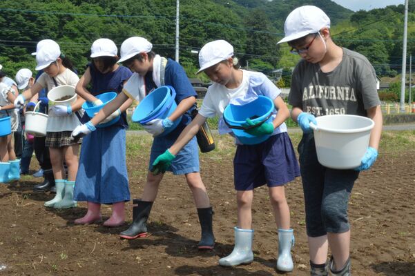 コスモスの種をまく児童たち