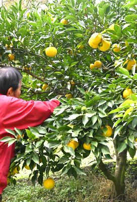 たわわに実り、収穫最盛期を迎えたユズ