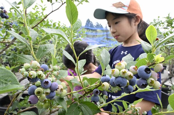 実ったブルーベリーを摘み取る子どもたち＝14日午前９時50分、足利市田島町