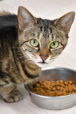 猫の食べむら、匂いが鍵？ 岩手大学の実験が明らかに