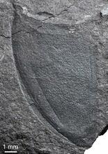 九州初、中生代の昆虫化石を発見