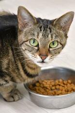 猫の食べむら、匂いが鍵？