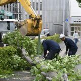 強風で倒木相次ぐ　佐野の東北道で道塞ぐ、JR宇都宮駅東口でも