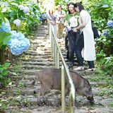 観光客が来ても逃げない…　栃木「あじさい坂」で目撃相次ぐイノシシ　まつり開催中、わな増設