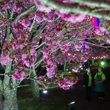 ぼたん桜、ライトアップで鮮やかに　芳賀温泉ロマンの湯