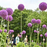 初夏の風に揺れる「ハナネギ」　アリウム・ギガンチウムが見頃　壬生・とちぎわんぱく公園