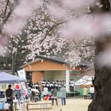 シダレザクラが見頃、栃木「つがの里」でイベント　ソメイヨシノ五分咲き、来週には八重桜も