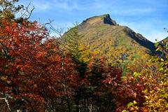 北海道・黒岳で紅葉が見頃迎える
