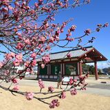 「下野薬師寺跡梅まつり」22日開幕　寒空の下、早咲きの紅梅が満開に