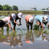 全校児童が田植え体験　上三川北小の240人　