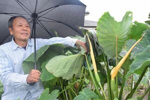 猛暑影響か サトイモの花咲く 栃木の鈴木さん方 地域の話題 県内主要 下野新聞 Soon ニュース 下野新聞 Soon スーン