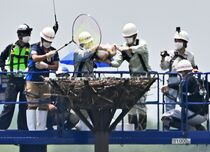 コウノトリのひなに足輪装着　小山