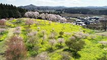 小宅古墳群の桜と菜の花　益子