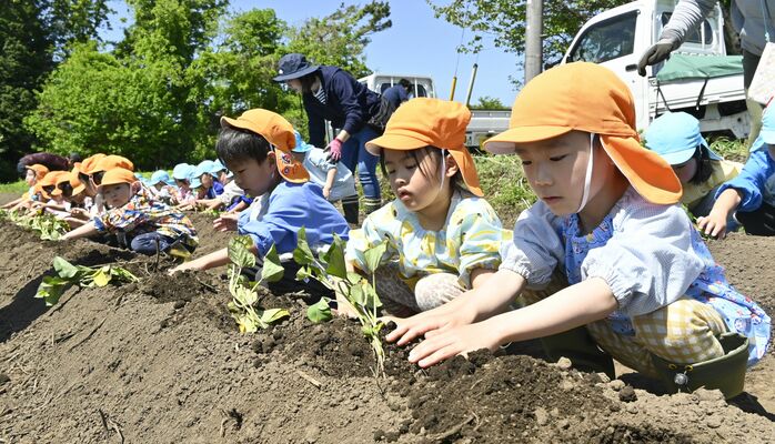 優しくサツマイモの苗を植える園児たち