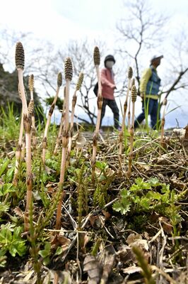 伸び伸びと生え、陽光を浴びるツクシ＝４日午後０時20分、宇都宮市古賀志町