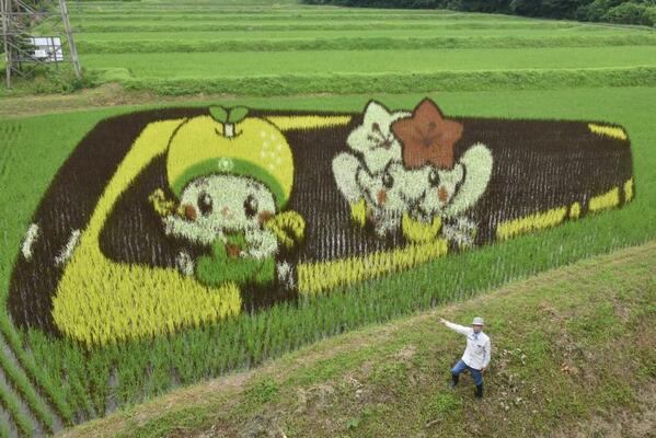 公開された田んぼアートと中野さん