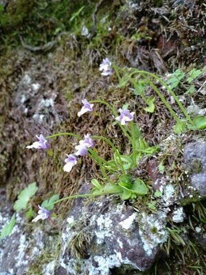 可憐な花を付けたコウシンソウ