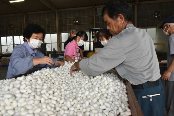 繭の状態を確認する養蚕農家たち