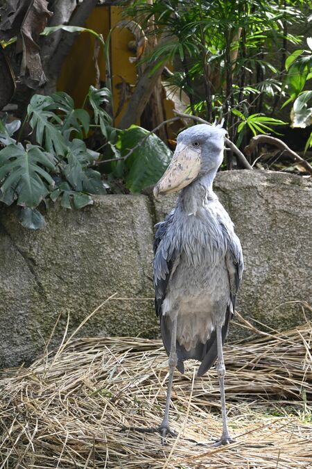 一般公開が始まった「ボンゴ」