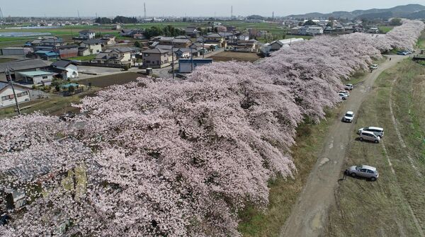 宮の桜堤（栃木）