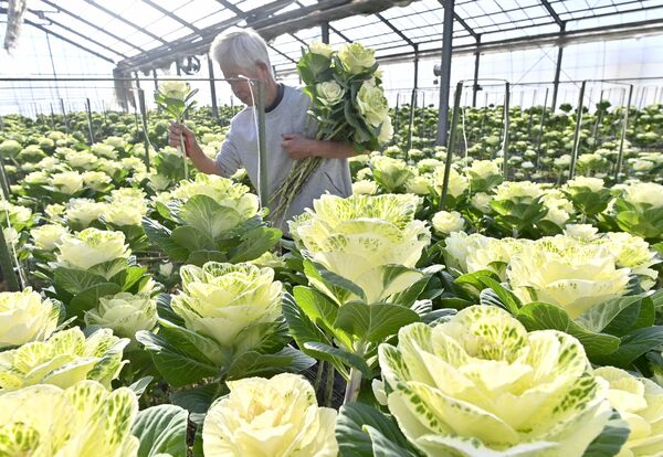 クリスマスや正月を前に収穫作業が大詰めを迎えている葉ボタン＝16日午前10時15分、高根沢町平田