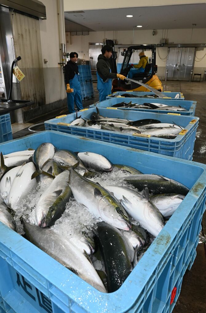 敦賀水産卸売市場に運ばれてきた福井県美浜町で水揚げされた寒ブリ=1月27日、敦賀市蓬莱町の同市場